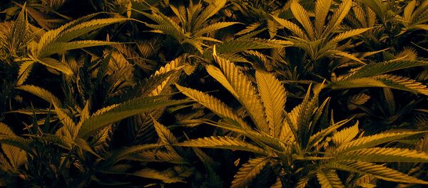 Марихуана - Sputnik Литва