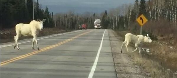 Kanadoje nufilmuoti reti baltieji briedžiai Kanadoje nufilmuoti reti baltieji briedžiai - Sputnik Lietuva