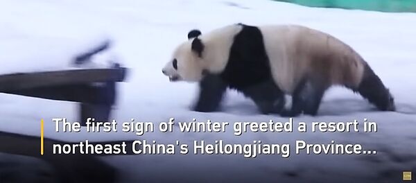 Kinijoje pandos kaip vaikai džiaugiasi pirmuoju sniegu Kinijoje pandos kaip vaikai džiaugiasi pirmuoju sniegu - Sputnik Lietuva