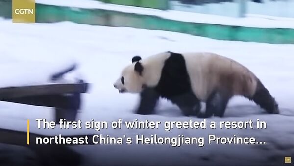 Kinijoje pandos kaip vaikai džiaugiasi pirmuoju sniegu  - Sputnik Lietuva