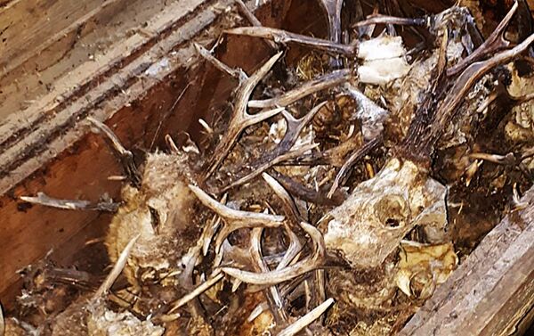 Kelmės rajone sulaikyta brakonierių grupuotė Kelmės rajone sulaikyta brakonierių grupuotė - Sputnik Lietuva