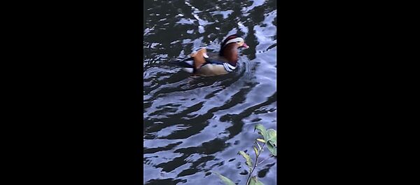 В Нью-Йорке появилась необычная утка - Sputnik Lietuva