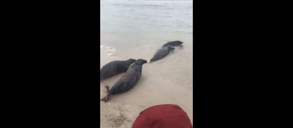 В Балтийское море выпустили подросших тюленей В Балтийское море выпустили подросших тюленей - Sputnik Lietuva