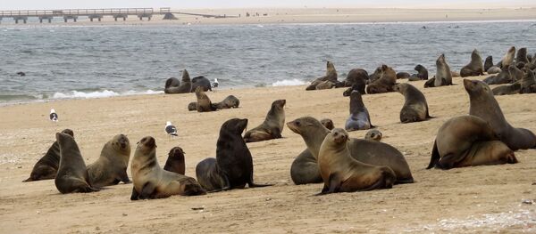 Тюлени на лежбище - Sputnik Литва