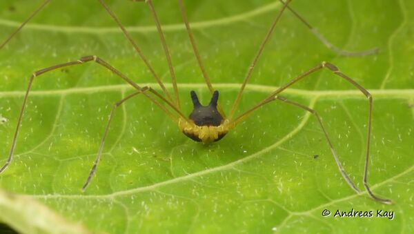 Nufilmuotas neįprastas Ekvadoro voras  - Sputnik Lietuva