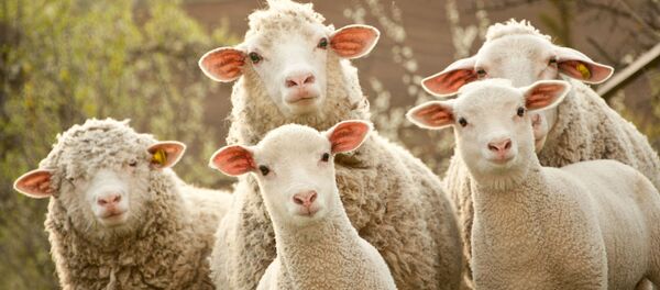 Овцы и ягнята Овцы и ягнята - Sputnik Литва