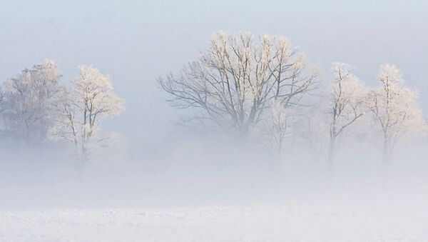 Заснеженные деревья в тумане - Sputnik Литва