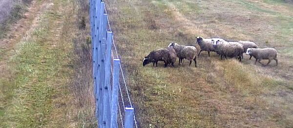 Овцы пересекли границу - Sputnik Литва