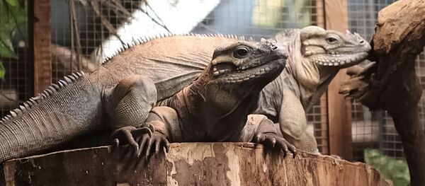 Raganosės iguanos Raganosės iguanos - Sputnik Lietuva