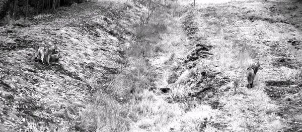 Būrys vilkų kerta Lietuvos ir Baltarusijos sieną Būrys vilkų kerta Lietuvos ir Baltarusijos sieną - Sputnik Lietuva