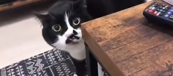 Кот поет грузинские застольные песни  - Sputnik Литва