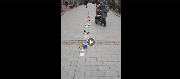 Акция поминовения жертв ДТП в Шяуляе Акция поминовения жертв ДТП в Шяуляе - Sputnik Литва