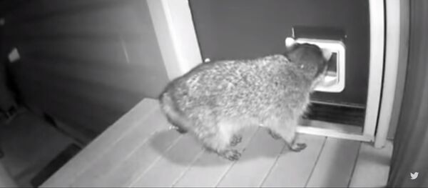 Драка кота и енота попала на видео Драка кота и енота попала на видео - Sputnik Литва