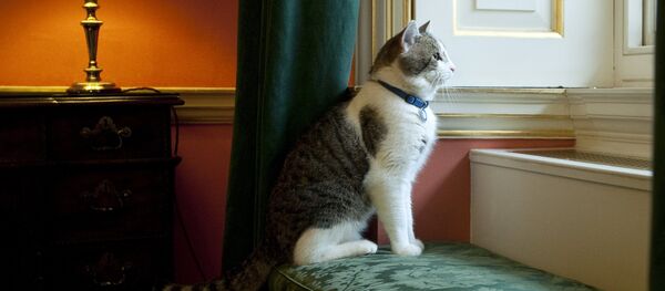 Кот Ларри смотрит в окно в резиденции премьер-министров на улице Даунинг, 10 - Sputnik Lietuva