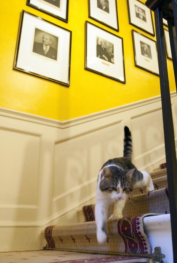 Кот Ларри спускается по лестнице в резиденции премьер-министров в Лондоне - Sputnik Литва