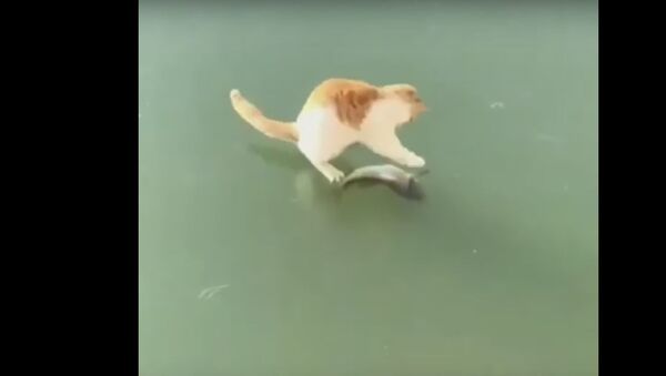 Кот пытается достать рыбу из-подо льда - Sputnik Литва