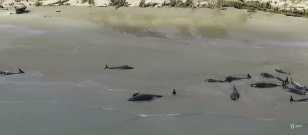 В Новой Зеландии более 140 черных дельфинов выбросились на берег В Новой Зеландии более 140 черных дельфинов выбросились на берег - Sputnik Lietuva