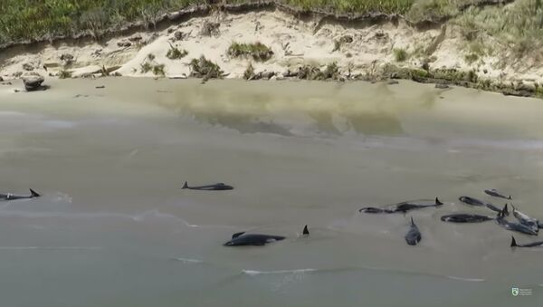 В Новой Зеландии более 140 черных дельфинов выбросились на берег - Sputnik Lietuva
