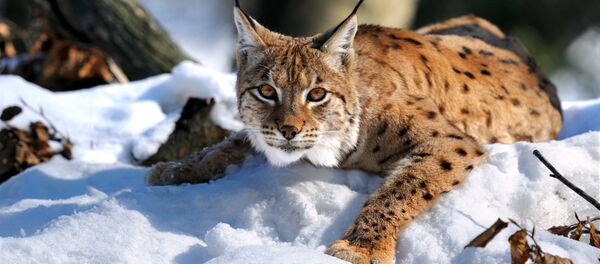 Рысь - Sputnik Литва