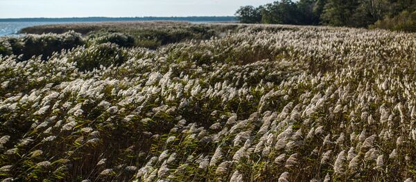 Национальный парк Куршская коса в Калининградской области - Sputnik Литва