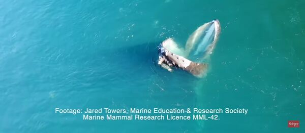 Kanadoje kuprotasis banginis apsimetė baseinu, kad papietautų Kanadoje kuprotasis banginis apsimetė baseinu, kad papietautų - Sputnik Lietuva