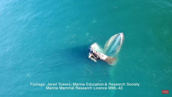 Kanadoje kuprotasis banginis apsimetė baseinu, kad papietautų - Sputnik Lietuva