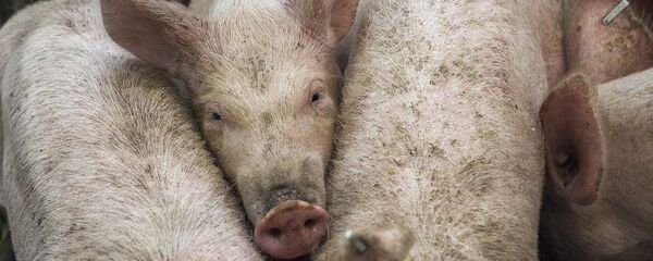 Свиньи - Sputnik Литва