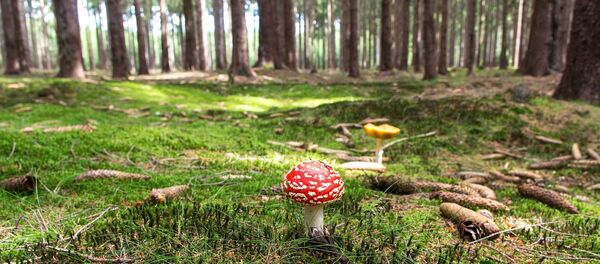 Летний лес Летний лес - Sputnik Литва