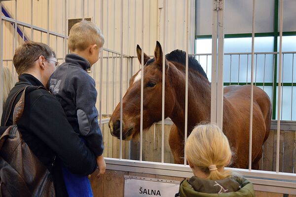 Выставка - шоу породистых лошадей - Sputnik Lietuva