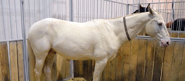 Выставка - шоу породистых лошадей - Sputnik Литва