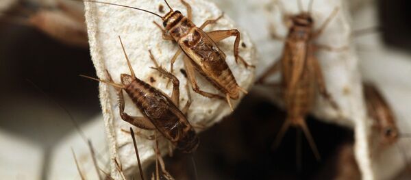 Сверчки, архивное фото Сверчки, архивное фото - Sputnik Литва