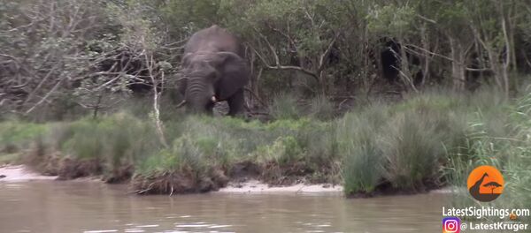 Слон напугал бегемотиков - Sputnik Литва