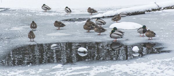 Замерзающий пруд в снежном парке - Sputnik Литва
