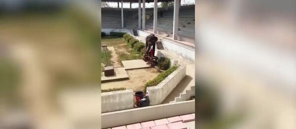 Dramblys Tailando zoologijos sode - Sputnik Lietuva