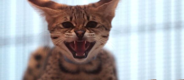 Котенок породы саванна F1, архивное фото - Sputnik Литва