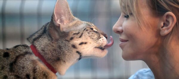 Выставка самых редких домашних кошек в Ботаническом саду МГУ Аптекарский огород Выставка самых редких домашних кошек в Ботаническом саду МГУ Аптекарский огород - Sputnik Lietuva