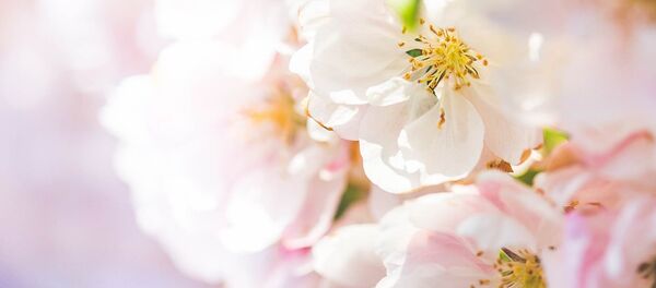 Цветы вишни Цветы вишни - Sputnik Lietuva