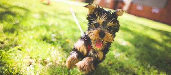 Домашний питомец - Sputnik Литва