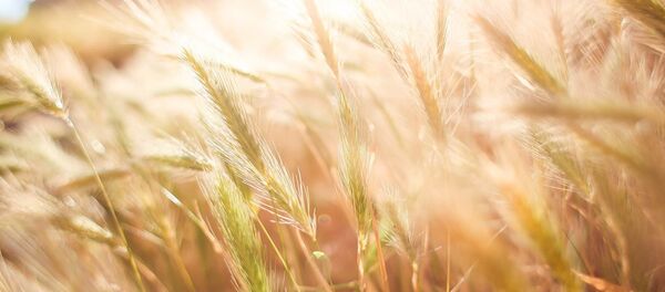 Пшеница - Sputnik Литва