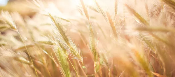 Пшеница, архивное фото - Sputnik Lietuva