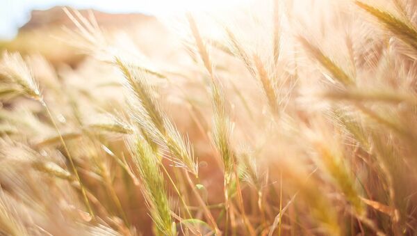 Пшеница, архивное фото - Sputnik Lietuva