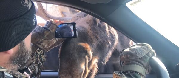 JAV nufilmuota, kaip du briedžiai susipažįsta su automobilio keleiviais JAV nufilmuota, kaip du briedžiai susipažįsta su automobilio keleiviais - Sputnik Lietuva