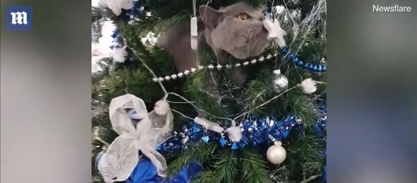 Didelis katinas vaikščioja po papuoštą Kalėdų eglutę Didelis katinas vaikščioja po papuoštą Kalėdų eglutę - Sputnik Lietuva