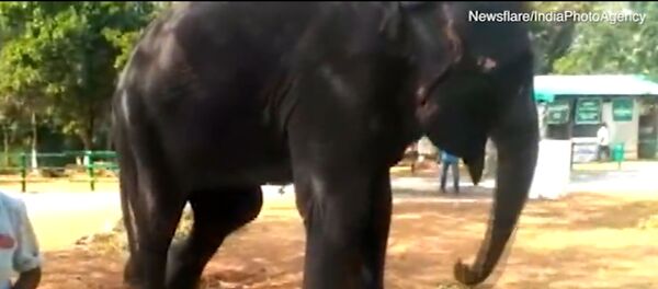 Indijoje nufilmuota dramblė, grojanti lūpine armonikėle - Sputnik Lietuva