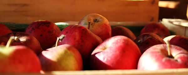 Яблоки, архивное фото - Sputnik Литва