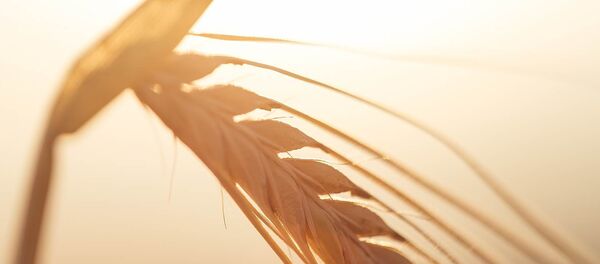 Пшеница - Sputnik Литва