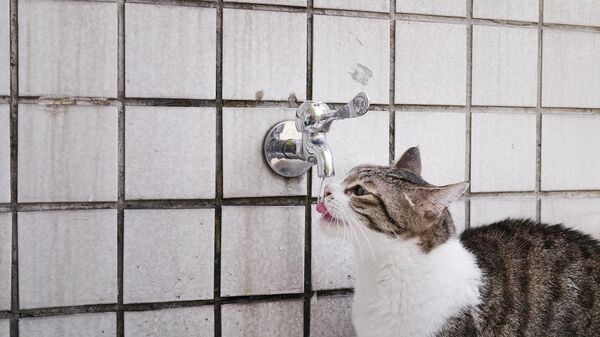 Кот пьет воду - Sputnik Литва