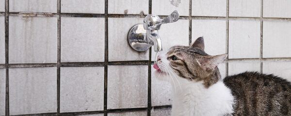 Кот пьет воду Кот пьет воду - Sputnik Lietuva