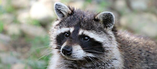 Енот - Sputnik Литва