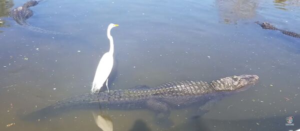 Цапля катается на крокодиле Цапля катается на крокодиле - Sputnik Литва
